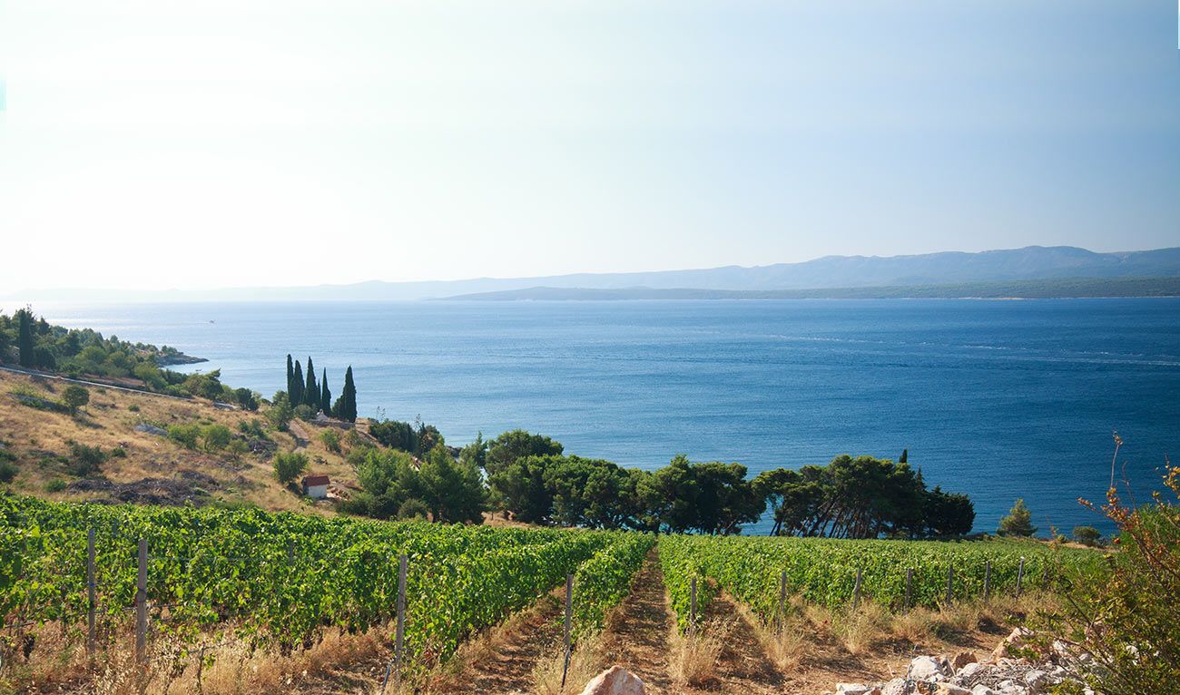 Viaggio in Calabria attraverso i suoi vini